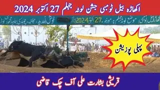 1st Position | Qurashi Bisharat Ali Of Chak Qazi | Bull Race lota Jhelum 27 October 2024