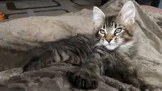 Кошечка Мейн кун