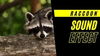 Happy Raccoon Sound effect
