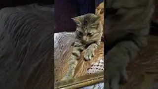 буду жарить зубаря