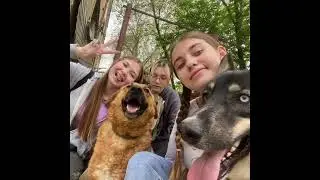 Собаки Которые Хотят Быть Нужными . #бездомныеживотные #приютлюбимки #dogs