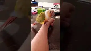 my cute pet #bird #parrot #viral_video