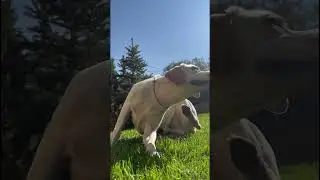 Пёс Генри. Кайфует. Бабье лето на дворе!!