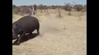 Нападение бегемота на людей