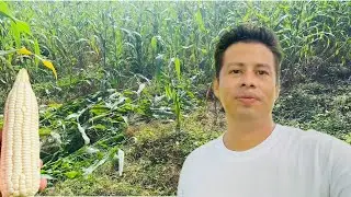 DIOS MIO 🙏SEME CAYÓ LA MILPA😱🥲😱