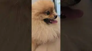 cute pomeranian #18 #pomeranian @pomeranian
