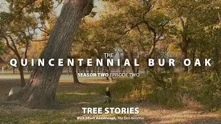 TREE STORIES: Season 2 - Episode Two: The Quincentennial Bur Oak