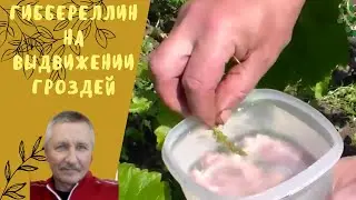Обработка гиббереллином на выдвижении гроздей.