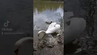 Лебедь на озере дворцового комплекса в Мюнхене