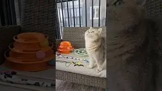 С чем играет наш кот? #cats