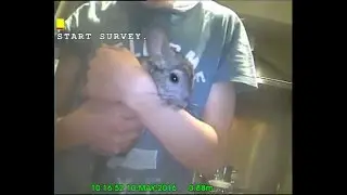 Dyno - Chinchilla Rescue
