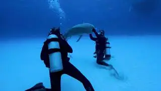 Nat Geo Wild HD France - Continuity - Spring 2020 [King Of TV Sat]