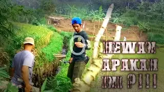 Berburu burung ruak ruak di hutan