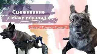 СЦЕЖИВАНИЕ СОБАКИ ИНВАЛИДА | СЛОЖНО? ДОЛГО? ГРЯЗНО?