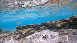 Underwater Ocean 4K UHD (static camera). Water Sounds & Beautiful Ocean Atmosphere