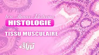 #HISTOLOGIE 1ère année - TMC CAMP : TISSU MUSCULAIRE | By Chifa