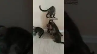 Подрастающие котята Мейн Кун помётов " S", "T"| Kittens Maine Coon