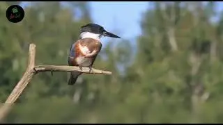 அற்புதமான கிங்ஃபிஷர்--️ பறவைகள் #kingfisher #kingfisherbird #shorts #information #facts #shortvideo