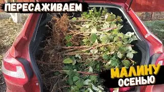 How to transplant raspberries in the fall