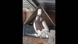Клип, Голуби Кыргызстана под хорошую песню. Голуби группы Голубеводы Кыргызстана.