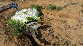a cova da minha tía mãe está afundando.