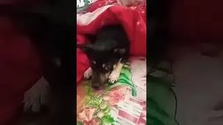 Скромняжечка