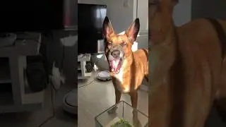 VIDA DE PERRO