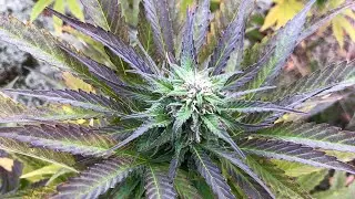 Make Cannabutter with mota pot (moka pot) ... Using AVB.