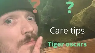 Tiger Oscars | in-depth | care tips | what you don’t know