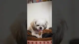 Enjoy your treat Arya! ❤️ #asmr #asmrvideo #asmrdog