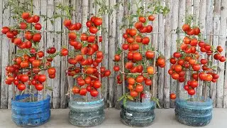 Grow tomatoes in plastic bottles at home for healthy homemade vegetables! Easy DIY