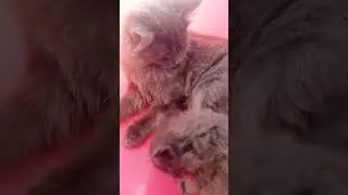 Котенок под присмотром старшего Брата .