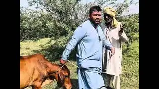 😂😆Mani Game Kar Gaya Moty Kay Sath😆😊