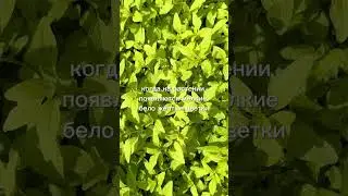 Садовое золотце   душица Голд Наггет