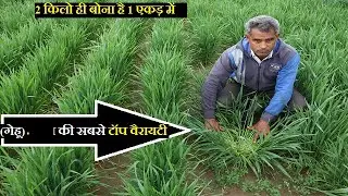 1 एकड़ में 2 किलो गेहूं बोने पर 40 कुंतल की पैदावार|Organic wheat farming