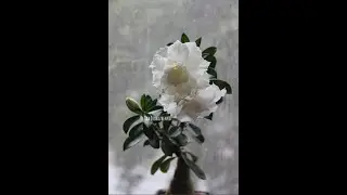 Адениум сортовой Белый Дельфин White Dolphin Adenium grafted