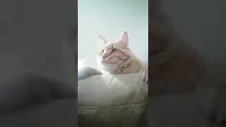 Столько планов было на сегодня 😻