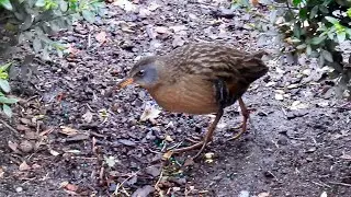 A Rare Virginia Rail Visits Bryant Park 