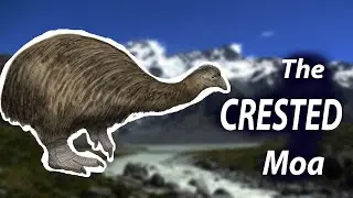 The Tragedy of the Chunky Funky Bird: The Crested Moa. #moamadness #moamonth #maymoamadness