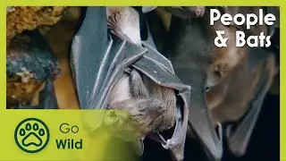 People & Bats | Go Wild