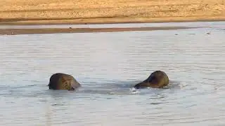 Elephants crossing the Luangwa River!