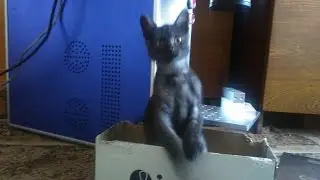 Кот Димон покемон
