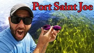 How to Find, Catch, Clean, and Cook Scallops in Port Saint Joe, Florida