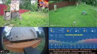 23/6/23 Suburban Back Yard Bee Hive Security Feed & More- Indianapolis, IN