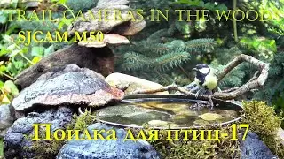 ПОИЛКА ДЛЯ ПТИЦ -17