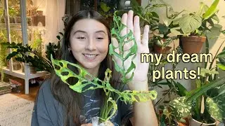 My Biggest Plant Haul Ever!