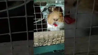 cherry lips 👄 #shorts #lol #funny #guineapig #pets #bruh #animals #funnyanimals #cute #status #cool
