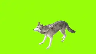 Attacking wolf green screen।cartoon green screen।wolf green screen। green screen।ostad animation