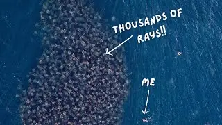 THE “AQUARIUM OF THE WORLD”🐋 swimming with whales, dolphins, mobula rays