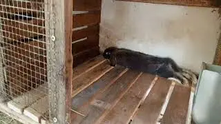переделка полов в клетке